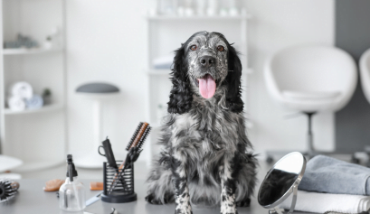 A dog sits in a pet-friendly salon waiting for its owner to finish her appointment.